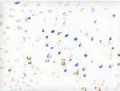 meisje huis���ᥤ���� �إ�������white/ dot)